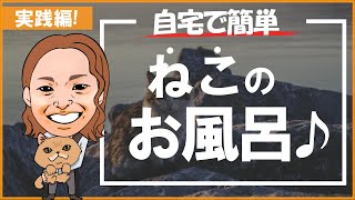 【猫のお風呂のコツ】おうちでシャンプーをする時の簡単スピーディーなやり方やをご紹介