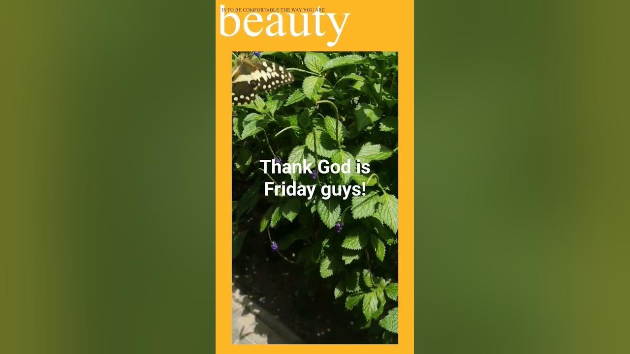 Have Fun Guys YouTube have-fun-guys-youtube