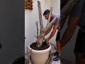 Incrível essa dica pra plantar jibóia em casa