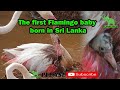 The first Flamingo baby born in Sri Lanka /Lanka Wild /Birds Park Hambantota