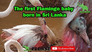 The first Flamingo baby born in Sri Lanka /Lanka Wild /Birds Park Hambantota