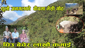 ठूलो जङ्गलको बीचमा भैँसी गोठ घिउ बेचेर लाखौं कमाई buffalo farming