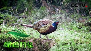 《绿色时空》七彩山鸡越闹越挣钱 20180909 | CCTV农业