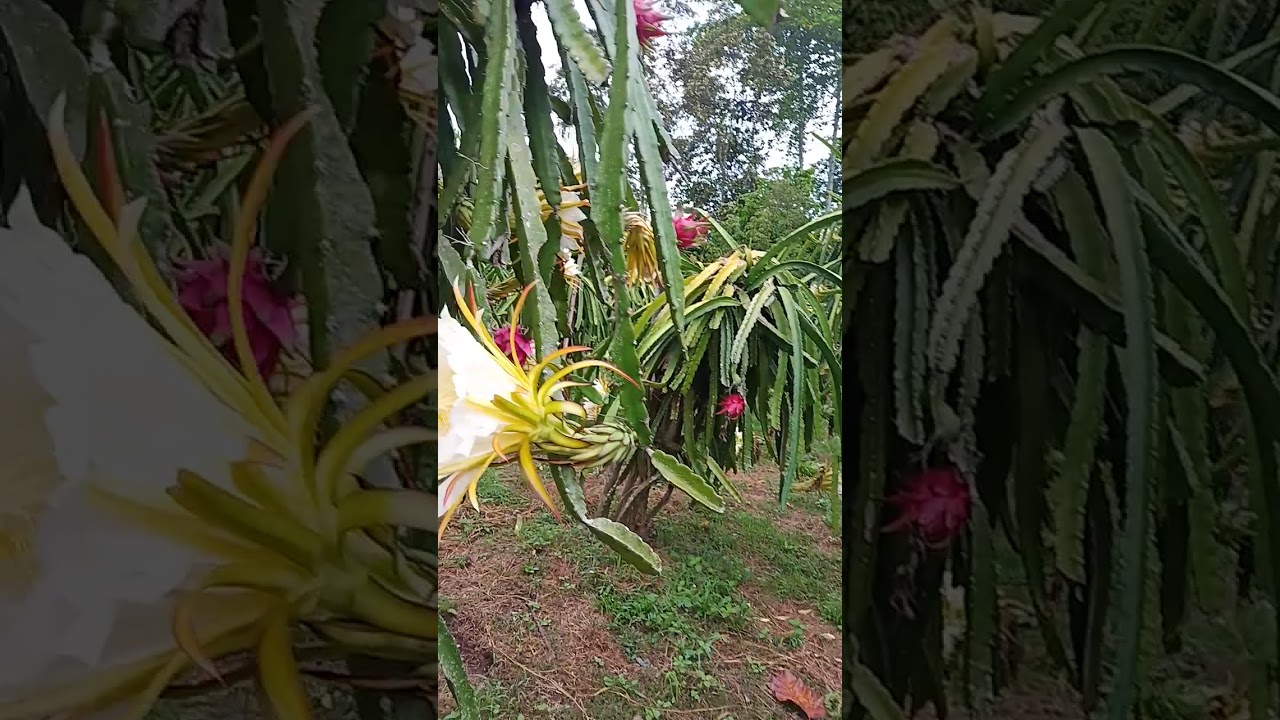 budidaya buah naga parida di lubuk batang 