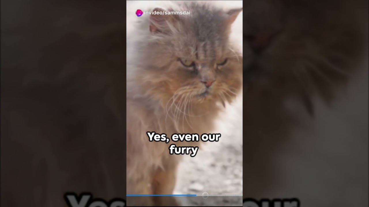 Cat Communication: Decoding Meows and Body Language 