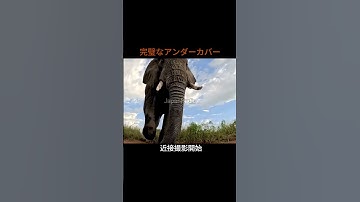 完璧なアンダーカバー