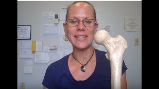 Human Anatomy 1 Lab:  Left Femur