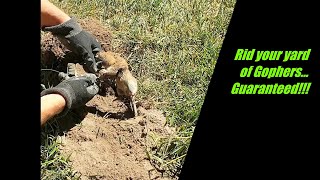 Guaranteed easy way to get rid of gophers from damaging your yard.Gopher trapping techniques