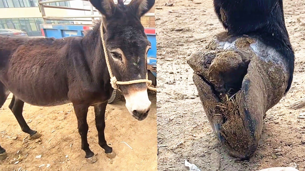Ремонт копыта осла: Копыто осла деформировано и очень твердое! Сегодня его спасли.