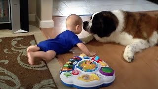 Saint Bernard Dog Attacks Baby with Kisses - Cute St Bernard Puppies - Cutest Puppies in The World by Adorable Animals 4,164 views 3 years ago 11 minutes, 19 seconds