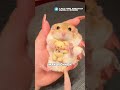 Толстохвостая макаронная мышь #животные #факты #познавательное