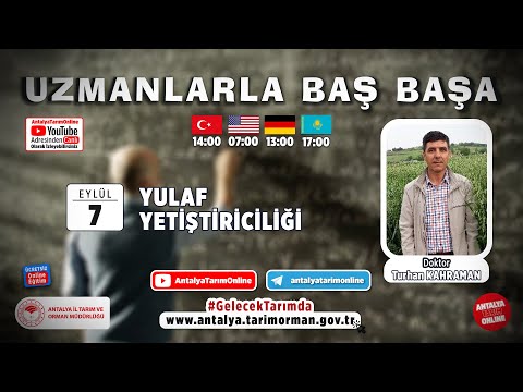 Video: Yulaf kökü: özellikleri ve ekimi