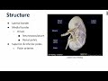Kidneys