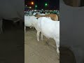 Sohrab Goth Gaye Mandi 2022 Mandi Sohrabgothcowmandi Cow Karachimandi Karachi 2022