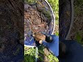 子ガメが捕れた