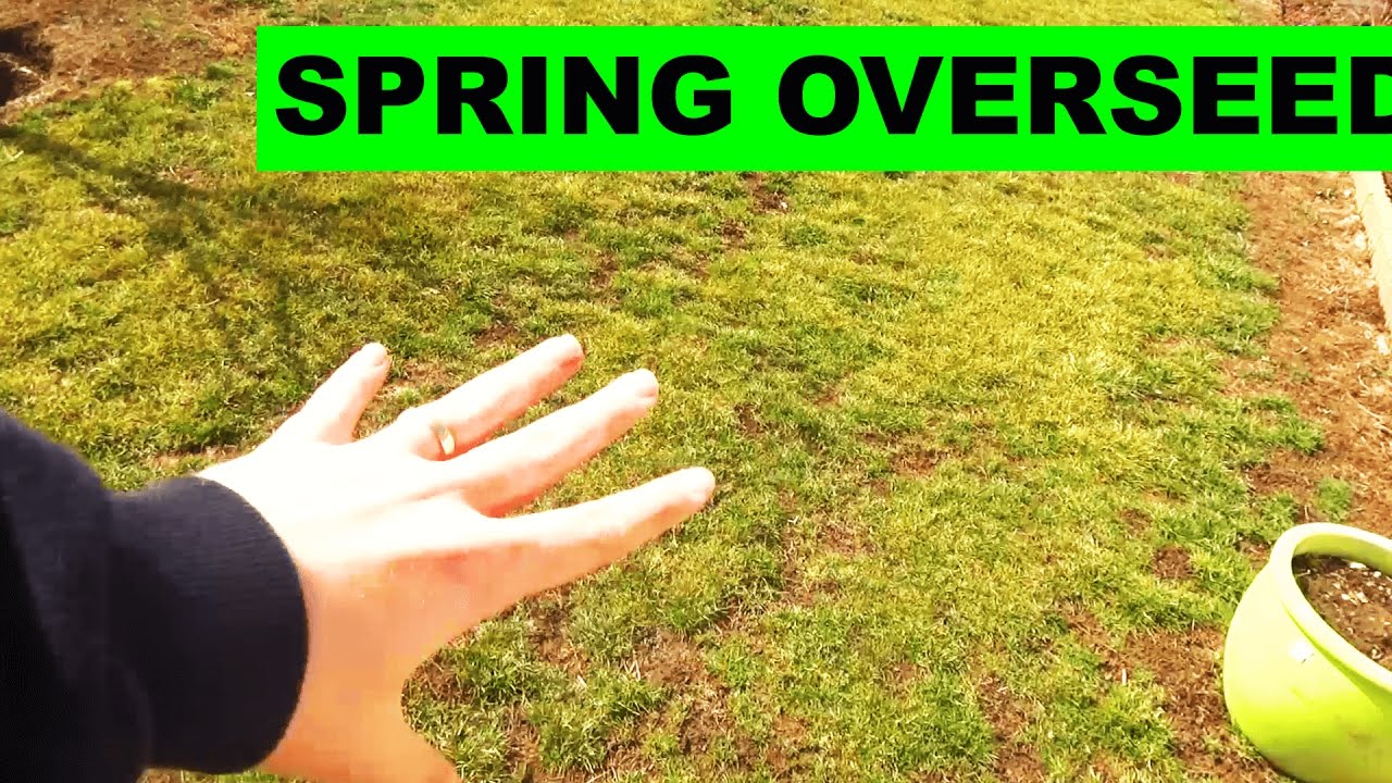 Is spring aeration and overseeding necessary - YouTube