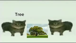 This Is A Tree