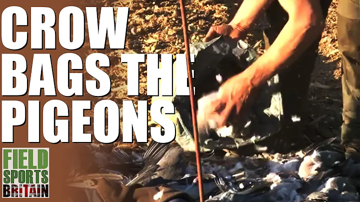 Fieldsports Britain - Crow bags the pigeons