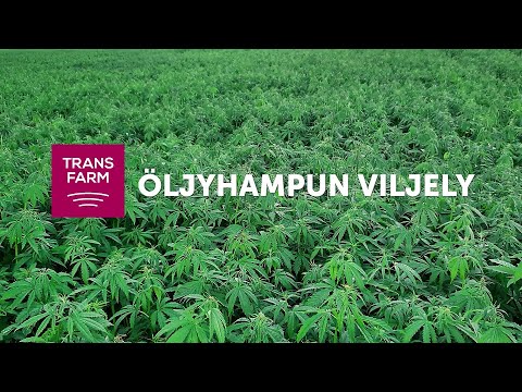 Video: Puun Aloe, Viljely, Tyypit, Lääkinnälliset Ominaisuudet