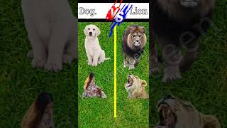 Download Lagu Dog vs Lion #shorts #youtubshorts #factsviral #viral #queen #facts #amazing #king vs queen MP3 Download Lagu Dog vs Lion #shorts #youtubshorts #factsviral #viral #queen #facts #amazing #king vs queen MP3