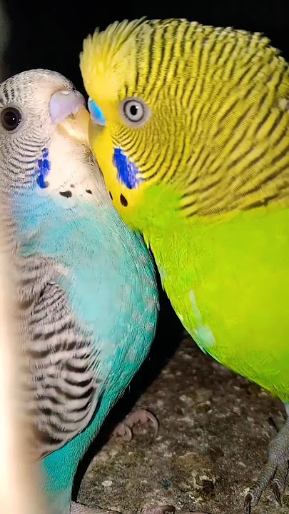 Beautiful  Budgies 🥰😍 singing Budgies birds sounds 😘