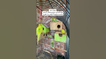 #سورة_سبأ #قرآن #رقية_شرعية #فضل السورة في مربع التعليقات #طيور #البادجي #quran #birds #budgies #us