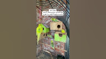 #سورة_سبأ #قرآن #رقية_شرعية #فضل السورة في مربع التعليقات #طيور #البادجي #quran #birds #budgies #us
