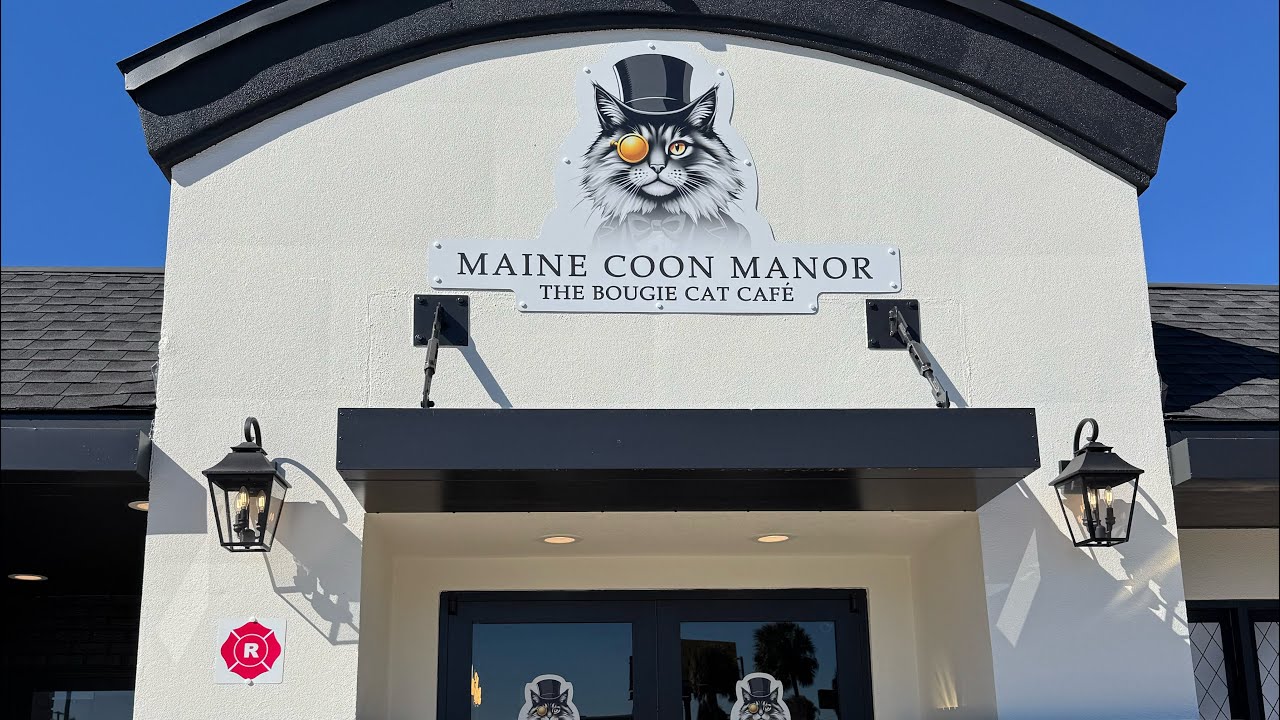 Чем заняться в Киссимми, Флорида: Кафе с кошками Maine Coon Manor.