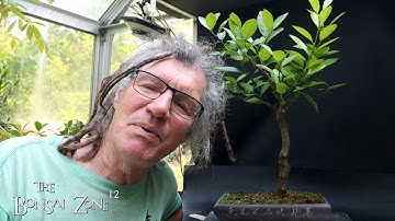 All My Citrus Trees, The Bonsai Zone, June 2025