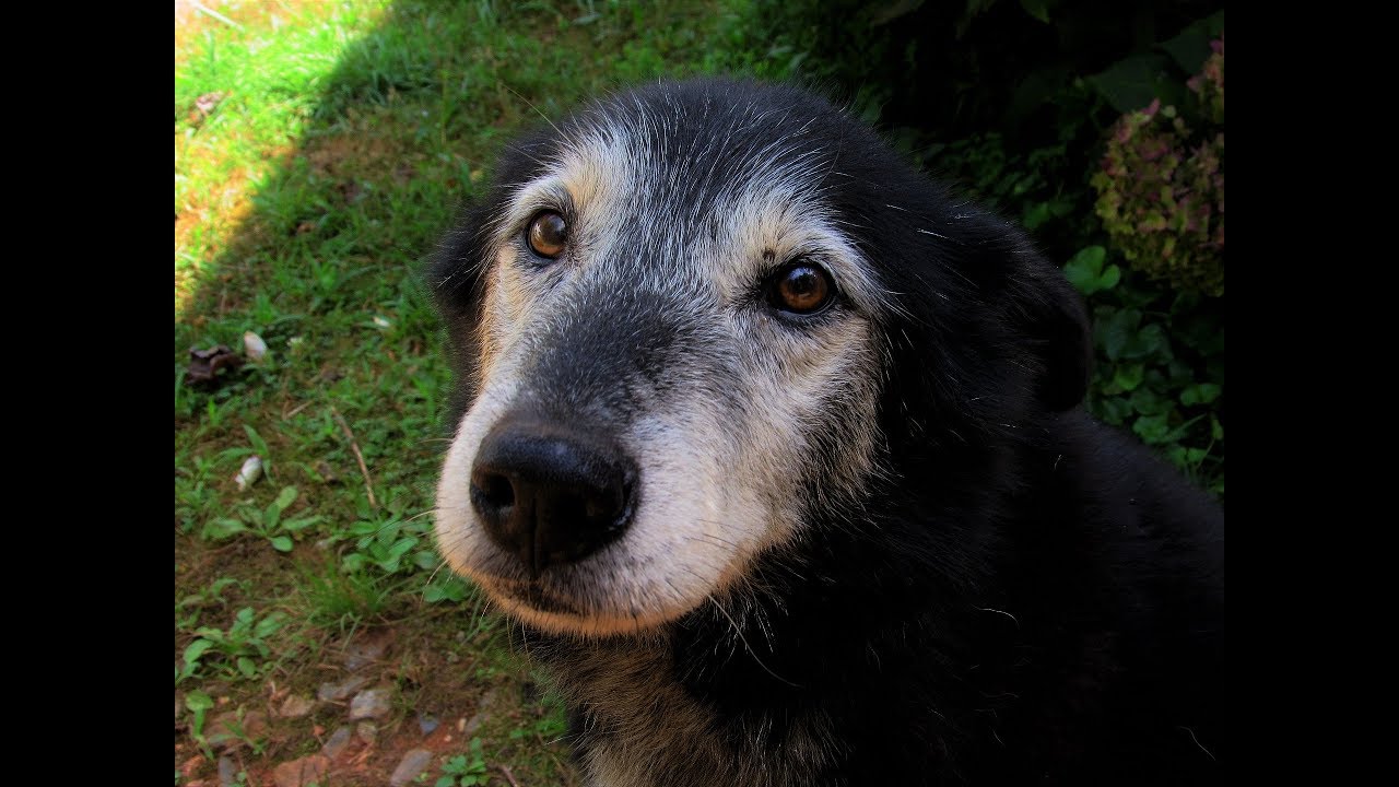 Chien âgé qui perd la tête : que faire ?