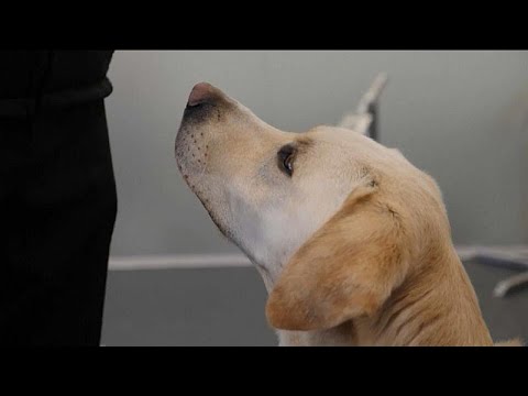 Vidéo: Les Chiens De Bio-détection Pourraient Renifler Le COVID-19 Chez Les Voyageurs Aériens