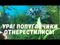 Свершилось! Долгожданное потомство сапфировых попугаев))Little fish - parrot