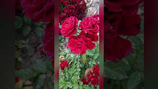 флора хобби,