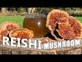 Reishi Mushroom Complete Guide: Health, Preparation, Uses, Chemicals 🍄