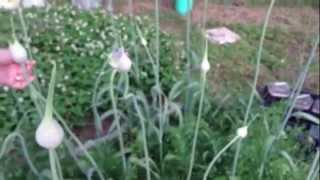 Easy sourdough start to finish!
http://www.aldermanfarms.net/sourdoughhttp://www.aldermanfarms.netwe
noticed that we had several garlic plants in various sta...