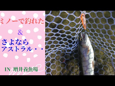 ミノーで初めて釣れた&さよならアストラル3.2g IN増井養魚場【エリアトラウト25】【管理釣り場】