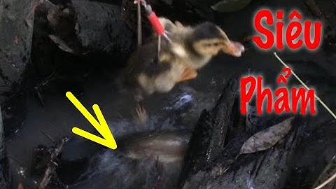 Câu Cá Lóc Bằng Vịt Và Những Pha Táp Siêu Đẹp Mắt Hiếm Được Chứng Kiến