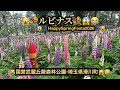 【絶景4k】🙀ルピナス・Happy Spring Festa2026(4/4~5/24)😱国営武蔵丘陵森林公園😆埼玉県滑川町😳(24m36s)🤣BGM:#riokazumiのピアノ語り