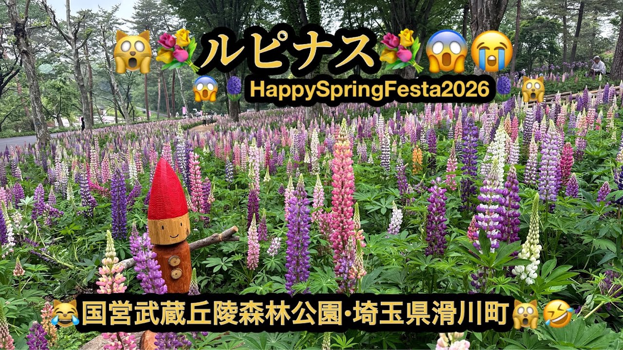 【絶景4k】🙀ルピナス・Happy Spring Festa2026(4/4~5/24)😱国営武蔵丘陵森林公園😆埼玉県滑川町😳(24m36s)🤣BGM:#riokazumiのピアノ語り