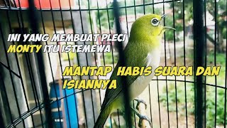 PLECI MONTY GACOR DI SORE HARI DENGERIN LAGU SENORITA SAMPAI KELUARIN ISIAN