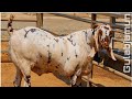 Shawaya Goat Farm (Mumbai) Ka Gulabjamun | Bakra Ho Toh Aisa! Big Mewati Cross Goat