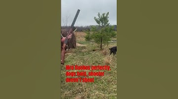 German wirehaired shorthaired pointer and wirehaired pointing griffon hold up their end #gundogs