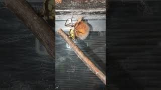 Yellow garden spider laying an egg sac!