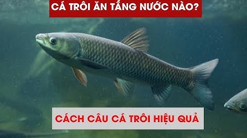 Cá Trôi Ăn Tầng Nước Nào - Cách Câu cá trôi hiệu quả