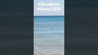 Дельфин! Поселок #Волна2024. Пляж, Черное море.