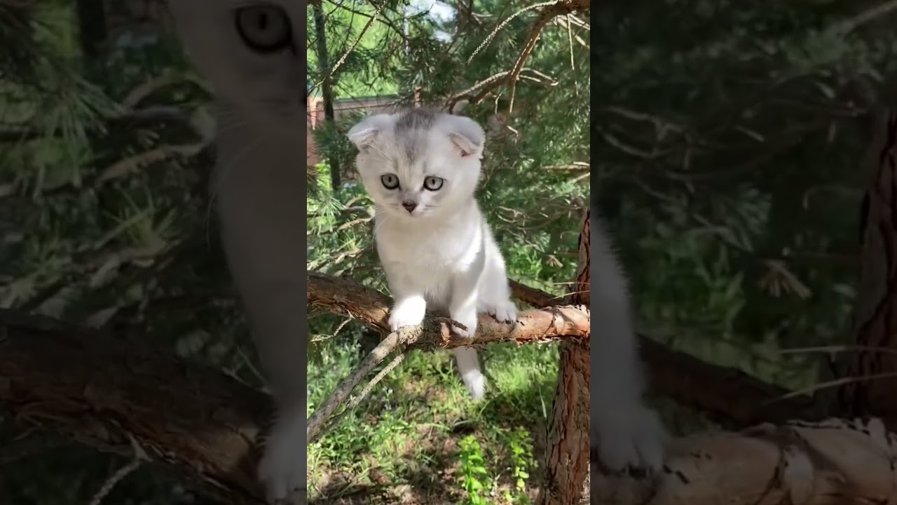 “The Adorable Story of Baby Cats – A Cute Journey of Growing Up ❤️🐱”