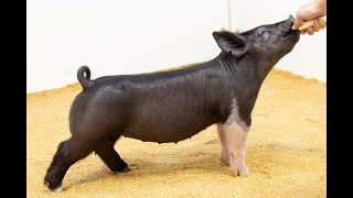 1-2 Cross Gilt