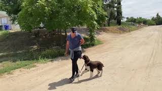 Ecollar heel with Chase - 7 month Springer Spaniel by Intelligent K9 Dog Training 197 views 3 years ago 1 minute, 24 seconds