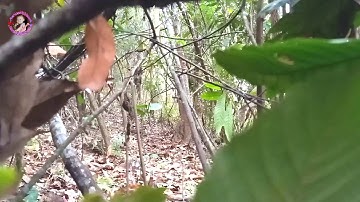 Nqa poj mu cuab tu lau qaib qus qua zoo tshaj plaw lisไก่ป่าขันม่วน(17/3/2020)#11