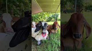 Epi 667: La NUEVA CASA de las VACAS 🏡🐮